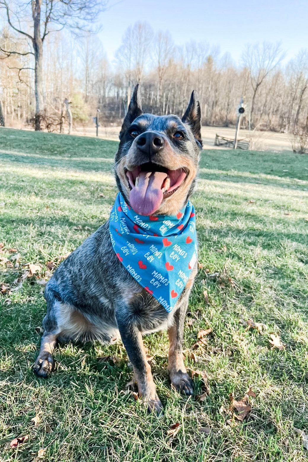 Blue clearance heeler bandana